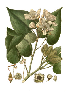 Bixa orellana Annatto (Lipstick Plant, Urucum, Colorau, Achiote )